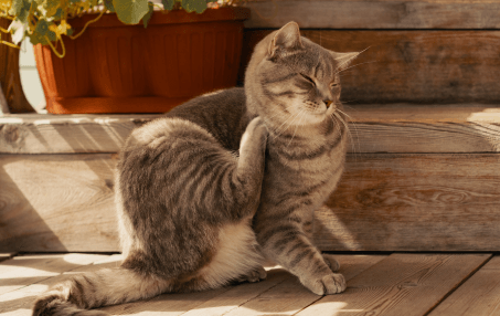 Parasite Prevention and Control